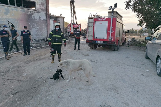 Kömür annesine kavuştu