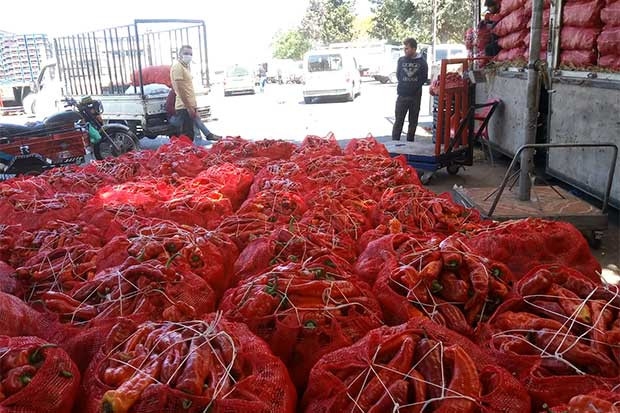 Sebze halinde salçalık biberin kilosu 2,5 liradan işlem gördü