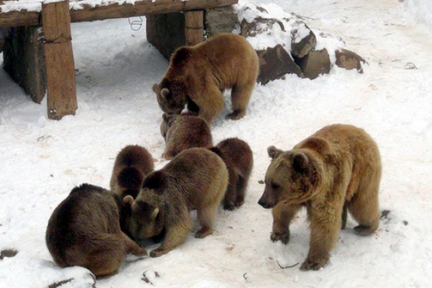 Hayvanat Bahçesindeki hayvanların kar sevinci