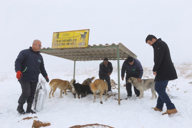 Büyükşehir, sokak hayvanlarını unutmadı