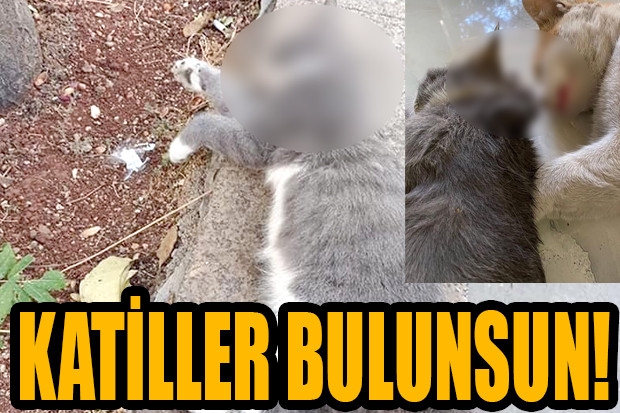 KATİLLER BULUNSUN!