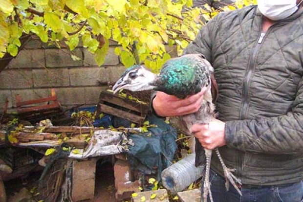 Bahçesinde bulduğu tavus kuşunu yetkililere teslim etti