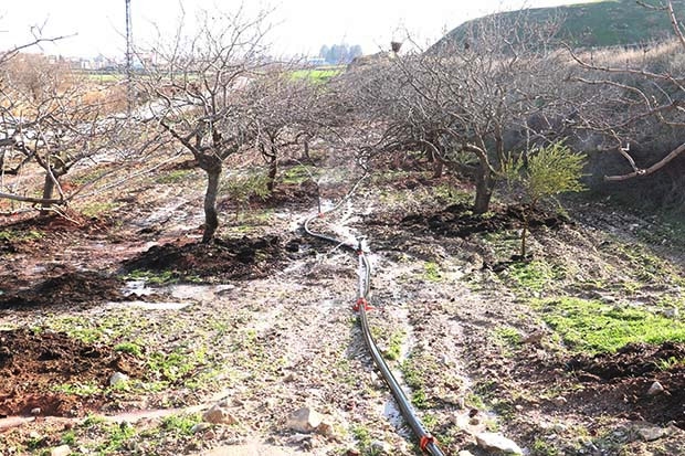 Kuraklık fıstık ağaçlarını vurdu