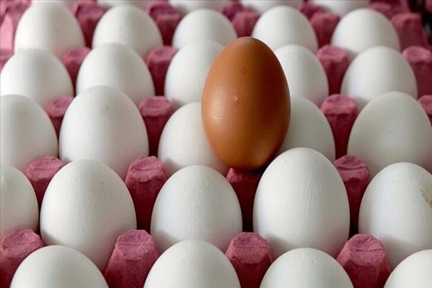 Tavuk yumurtası üretimi ocakta azaldı