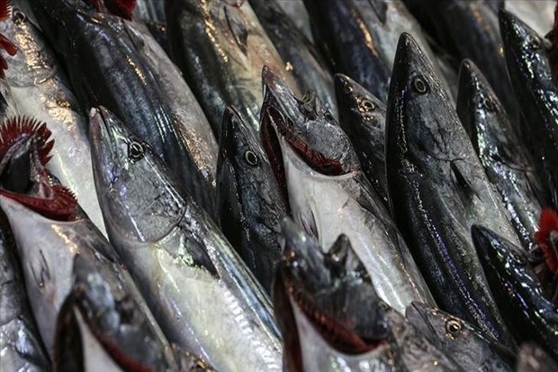 Karadeniz'de mart ayında ağlara takılan palamut balıkçıları şaşırttı