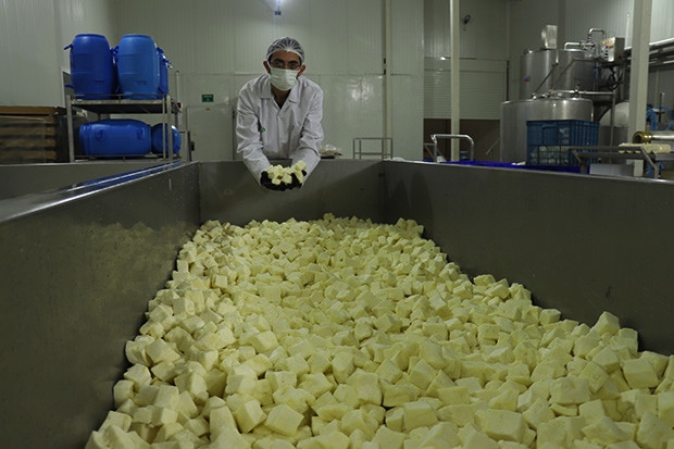 Koronaya karşı probiyotik peynir ürettiler