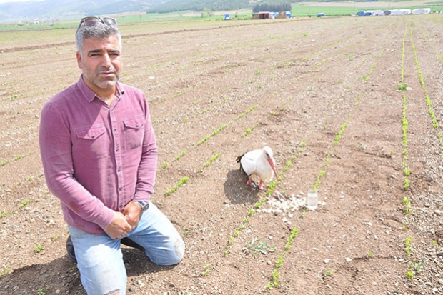 Muhtardan yaralı leylek nöbeti