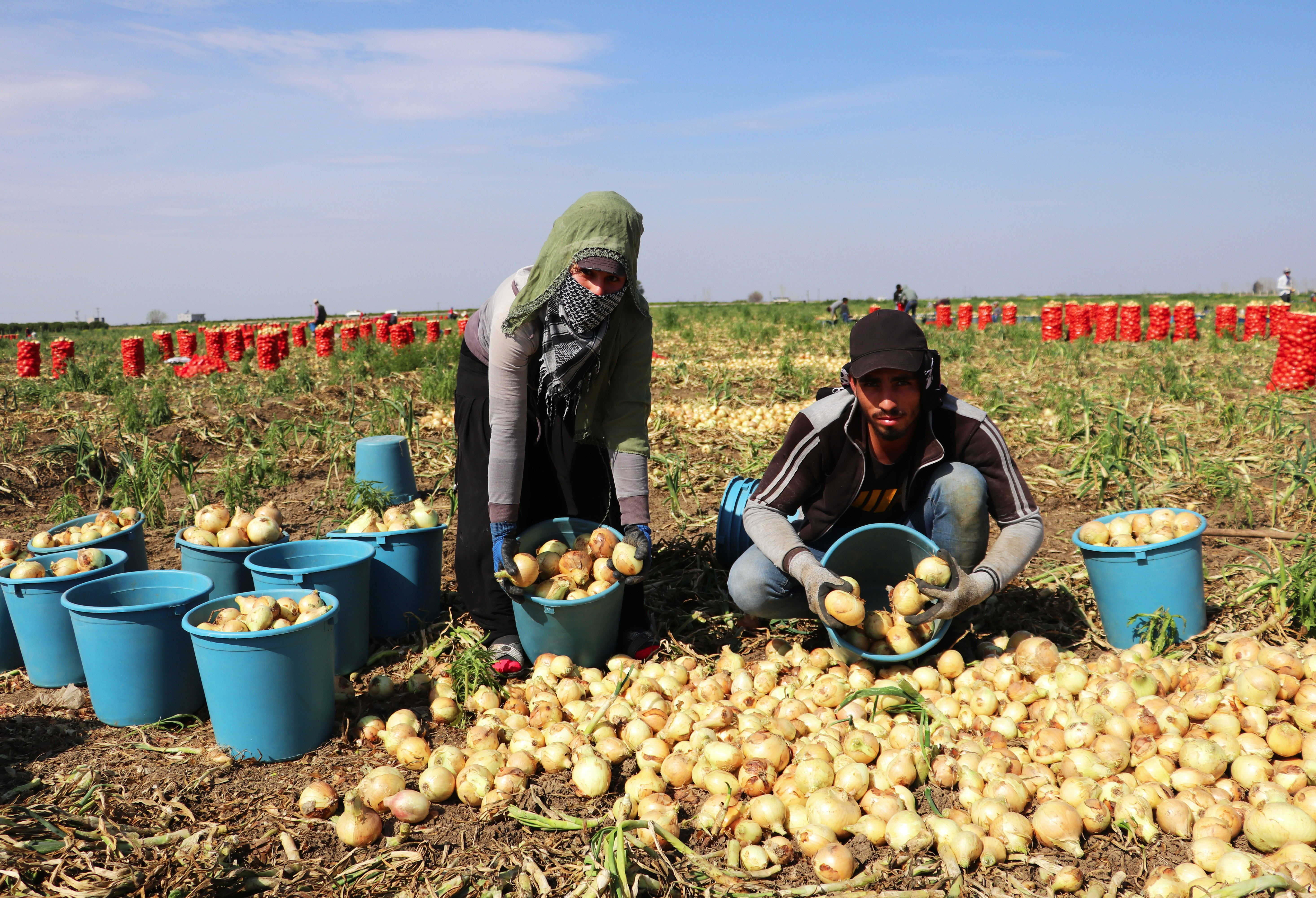 Adana’da turfanda soğan hasadı başladı