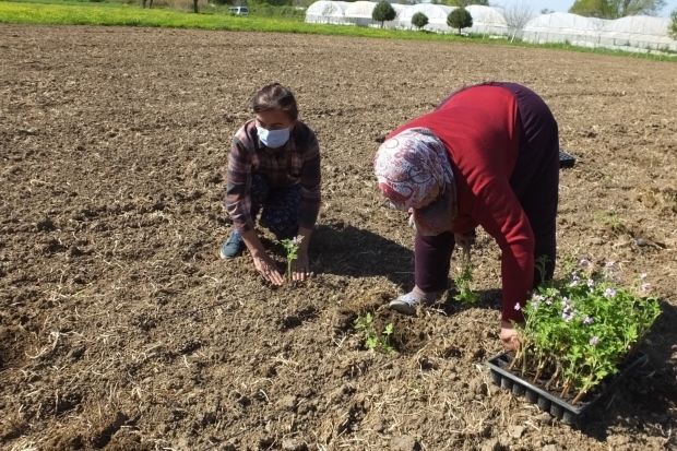 Balıkesir Türkiye’nin Aromaterapi Merkezi olacak