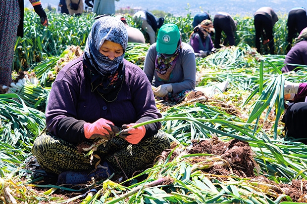 Doğal antibiyotik olan sarımsağın hasadı başladı