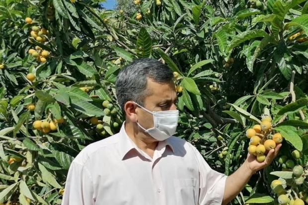 Aydıncık'ta yenidünya çiftçilerin yüzünü güldürdü