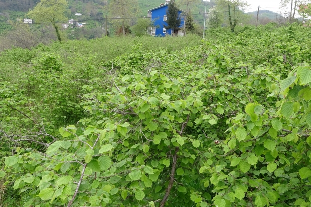 Fındıkta doğru gübreleme ve ilaçlama verimi arttırıyor