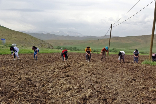 Yüksekovalı kadınlardan tarım seferberliği