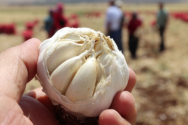 Meşhur Araban sarımsağında hasat sürüyor