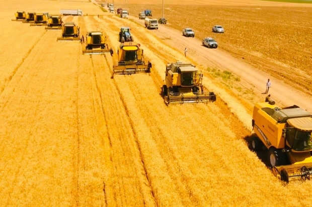 Dünyanın en büyük çiftliğinde buğday hasadı başladı