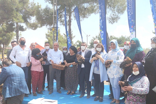 Gaziantep Büyükşehir Belediyesinden 9 bin tavuk dağıtımı