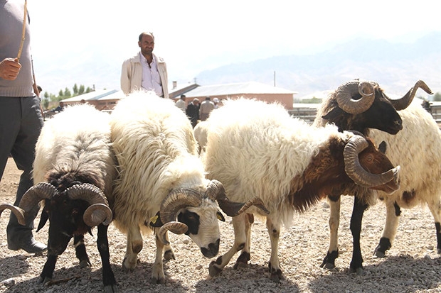 Kurbanlık alırken dikkatli olun