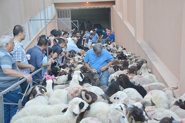 Kurban keseceklere büyük kolaylık