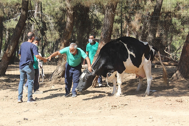 Gaziantep’in 'kurban yakalama timi' bayrama hazır