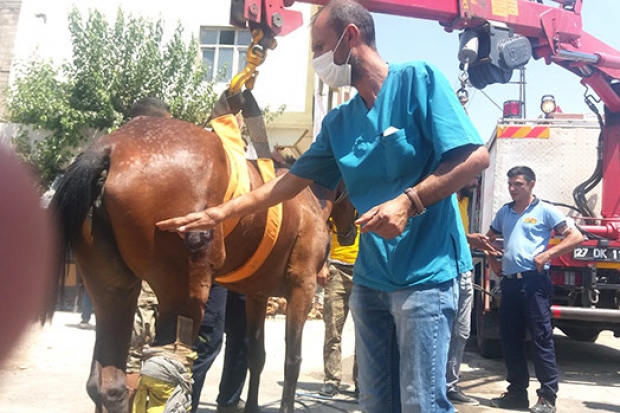 ŞAHİN TALİMAT VERDİ YARALI AT KURTARILDI