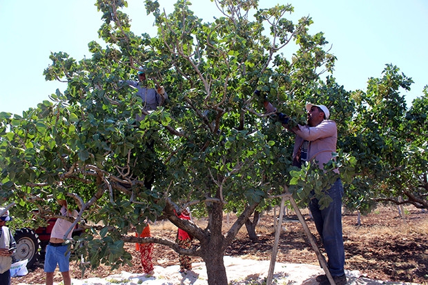 Kilis’te fıstık hasadı başladı