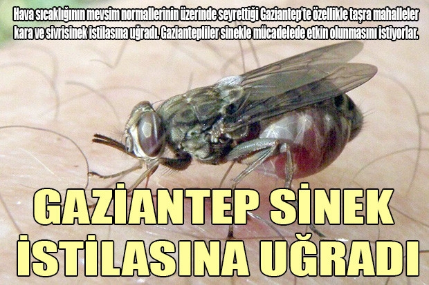 GAZİANTEP SİNEK İSTİLASINA UĞRADI