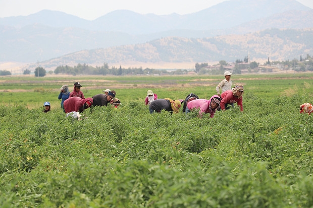 En acı ‘hasat’ başladı