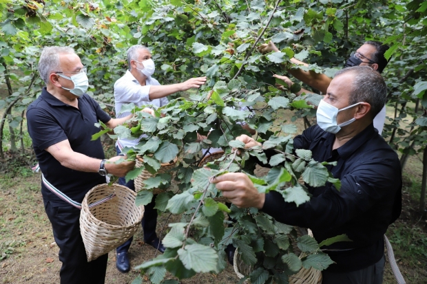 Fındık hasadı başladı, vali ve başkan bahçeye girdi