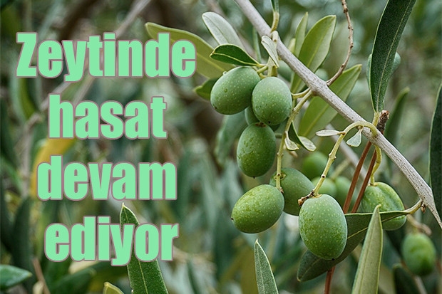 Zeytinde hasat devam ediyor