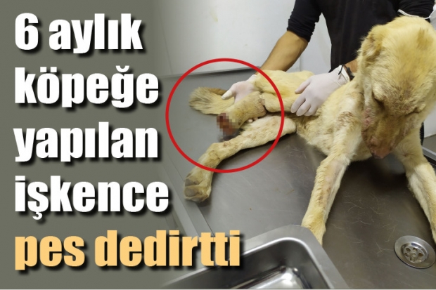 6 aylık köpeğe yapılan işkence pes dedirtti