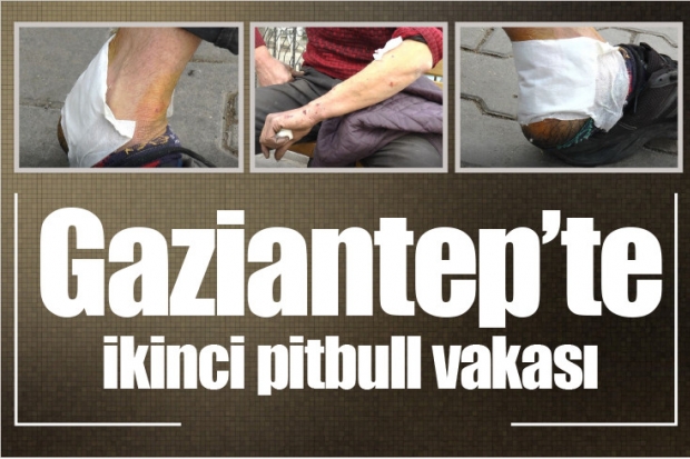 Gaziantep'te ikinci pitbull vakası