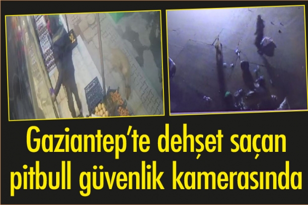 Gaziantep’te dehşet saçan pitbull güvenlik kamerasında