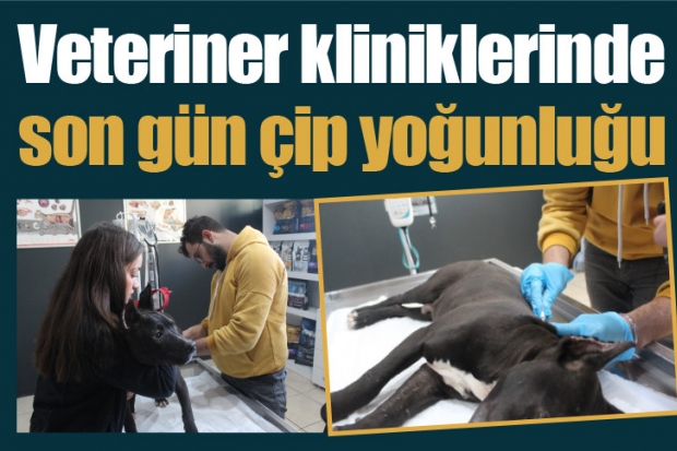 Veteriner kliniklerinde son gün çip yoğunluğu