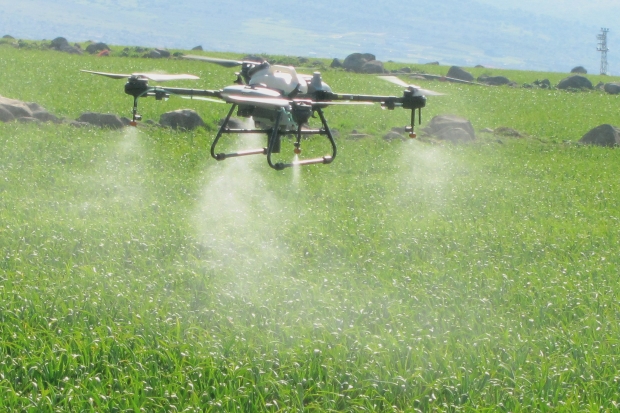 Sarımsak tarlaları dronla ilaçlandı