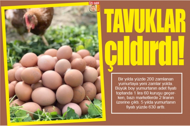 TAVUKLAR çıldırdı!