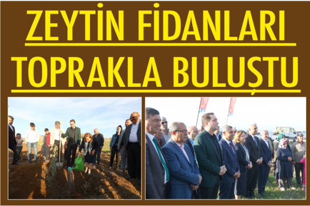 ZEYTİN FİDANLARI TOPRAKLA BULUŞTU