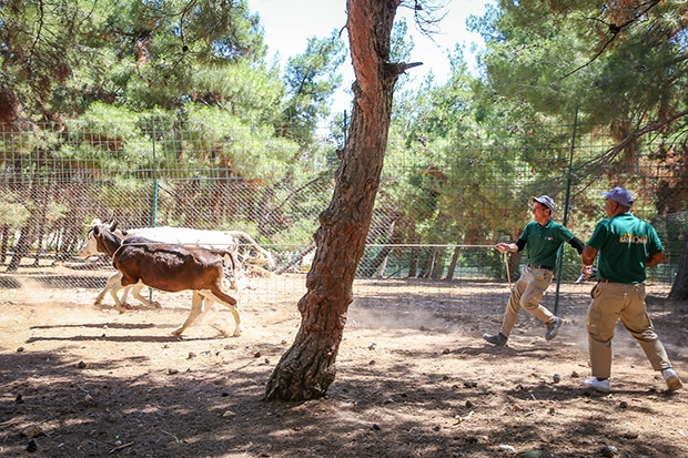 Kurban yakalama timi göreve hazır