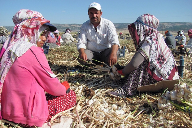 Tarımda kadın işçiler daha az kazandı