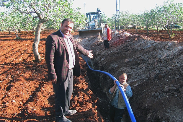 Fıstık ağaçları kurtuldu