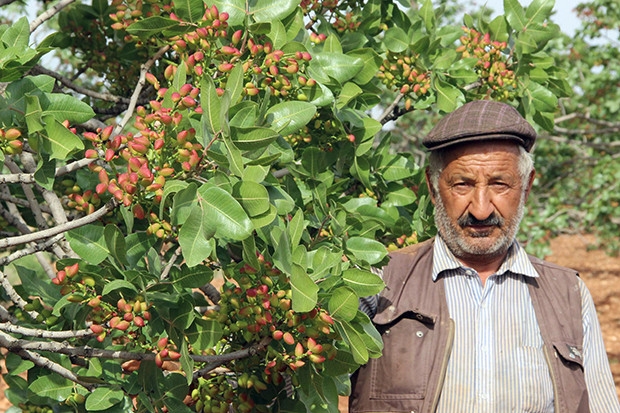 Gaziantepli çiftçilerin kuraklık endişesi