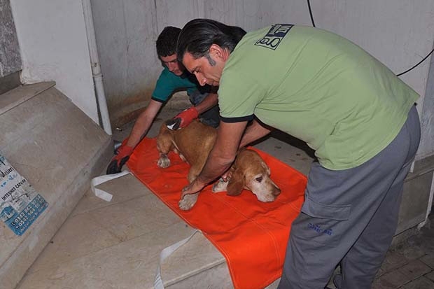 Gaziantep'te yaralı köpek için seferber oldular