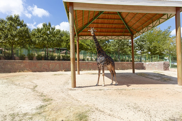 Zürafa Şakir 'Selvi' boylusuna kavuşuyor
