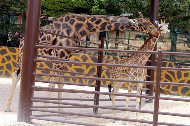 Gaziantepli Zürafa Şakir 'Selvi Boylusu'na kavuştu