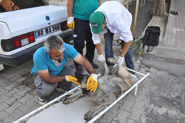 Yaralı köpek için ambulans çağırdılar