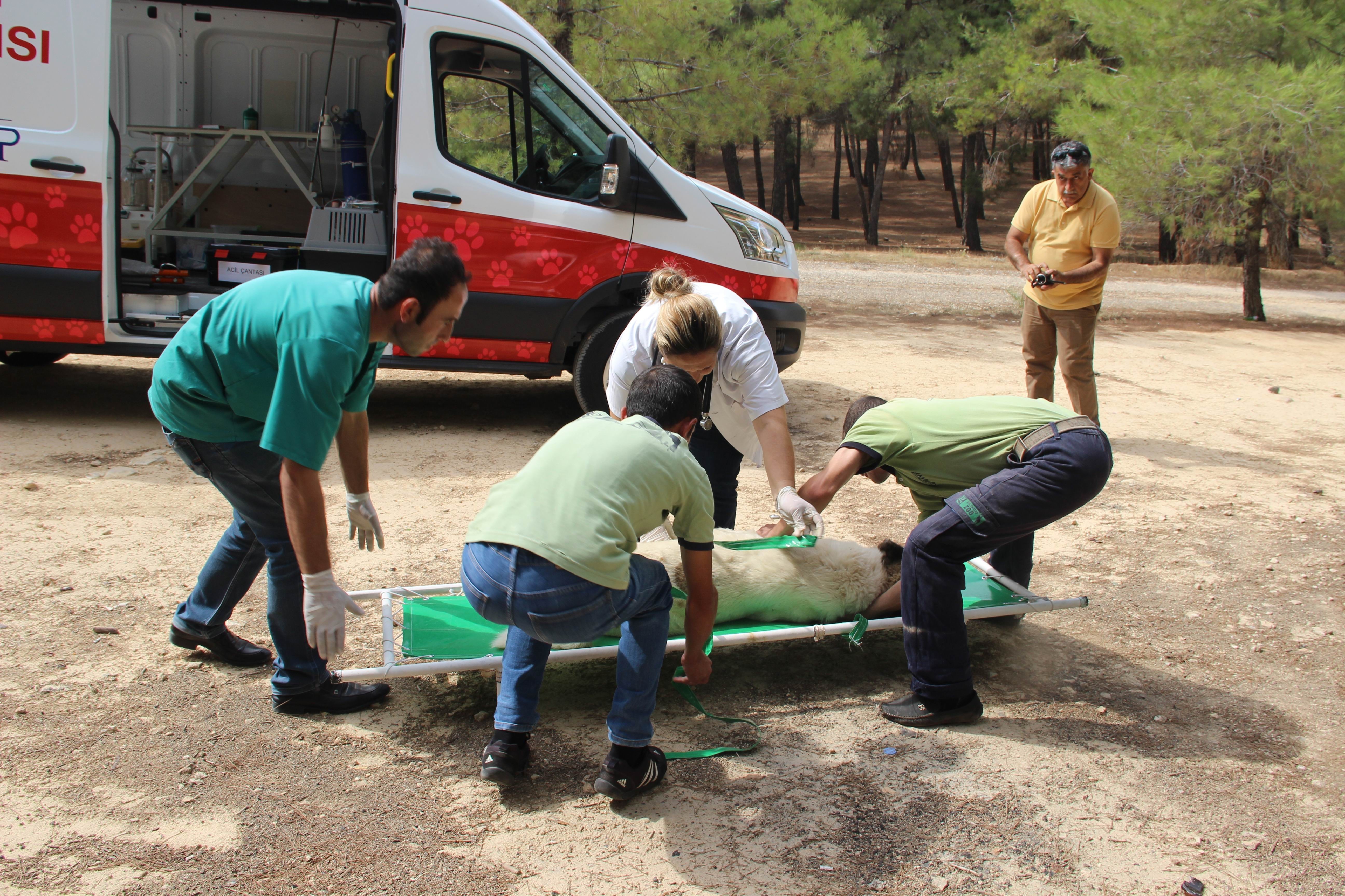 Gaziantep'te ilk hayvan ambulansı hizmete girdi