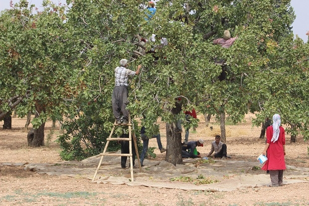 Antep Fıstığı hasadı sürüyor