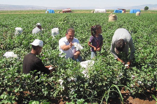 'Beyaz altın'da hasat zamanı