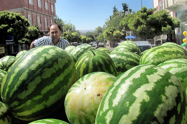 Araban'da karpuz hasadı