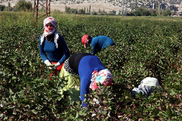 Gaziantep'te çocuklar okul yerine tarlaya koşuyor