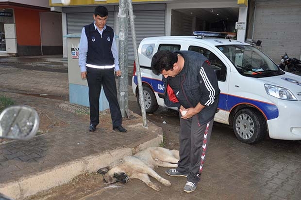 Zehirlenen köpek kurtarılamadı